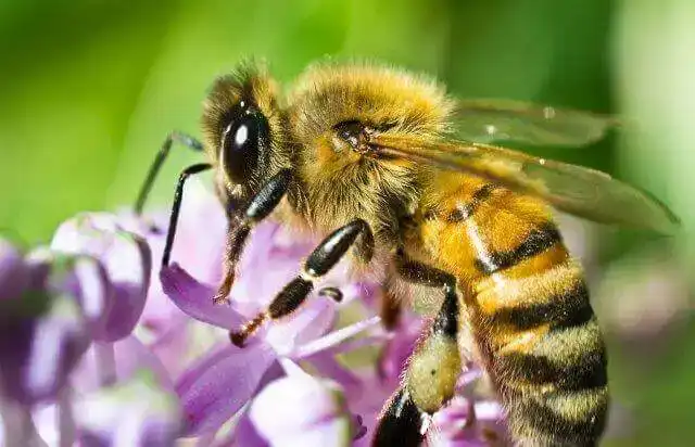 Bij op bloem